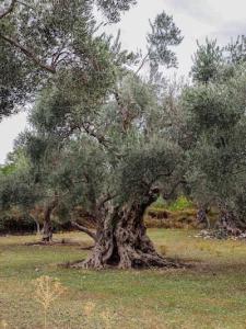zeytin ağacı