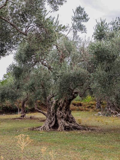 zeytin ağacı
