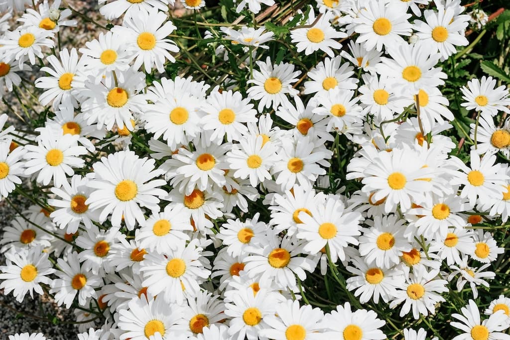 Papatya Suyu (Matricaria Recutita)